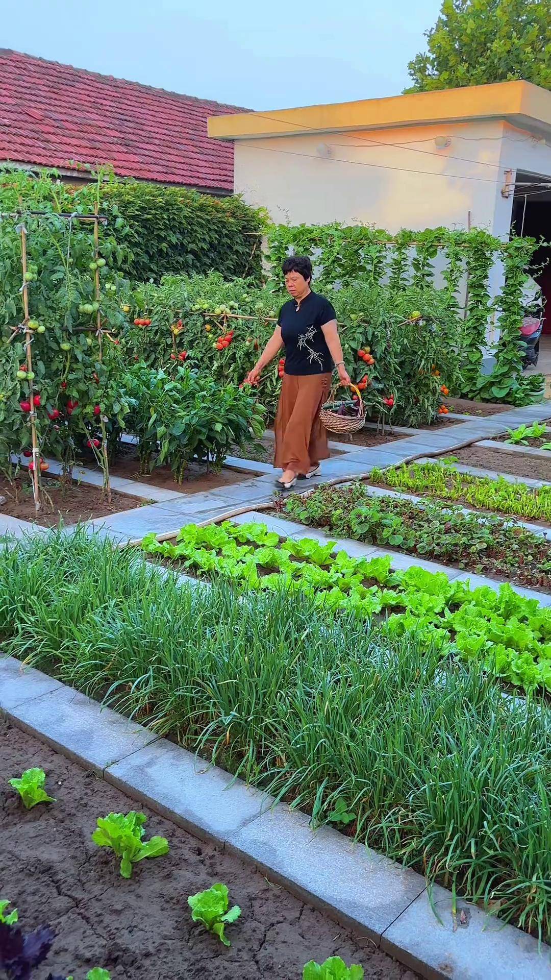 把菜园打理干净了心情就好我的小院生活 种菜花园式庭院
