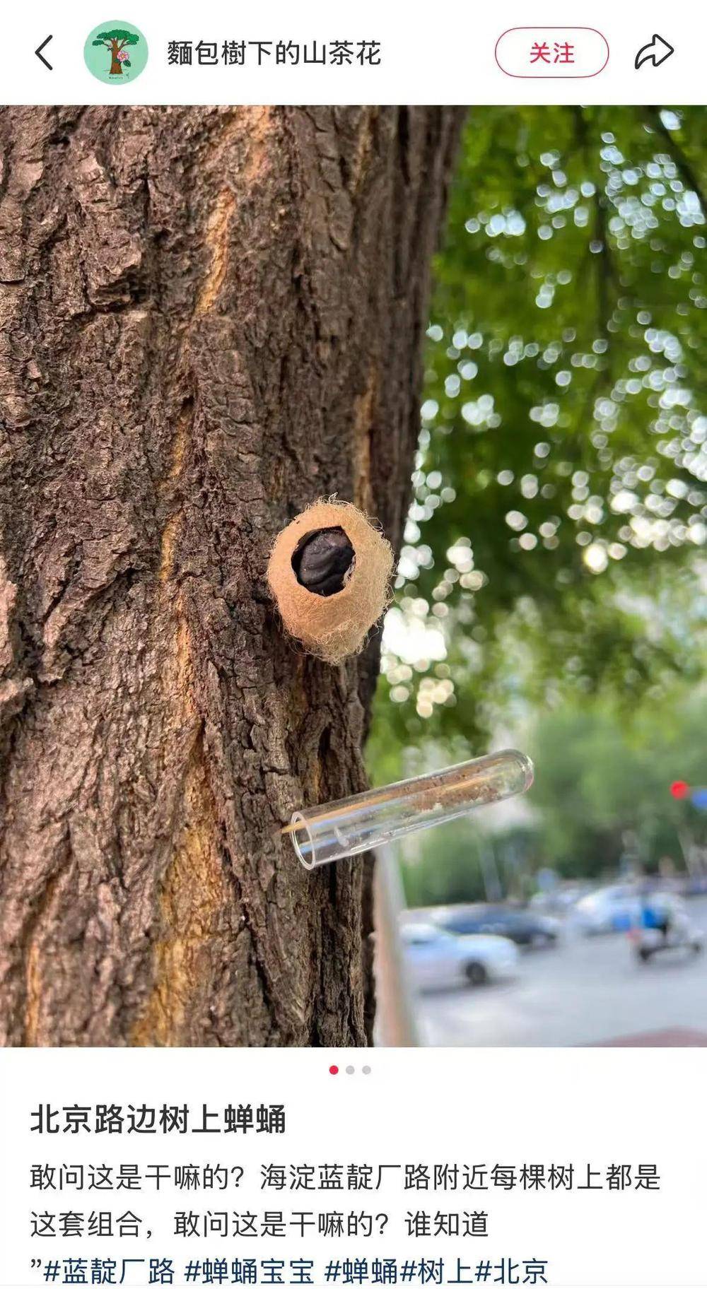 在北京路边看到这种黑色的蛹千万别动 网友：有“编制”