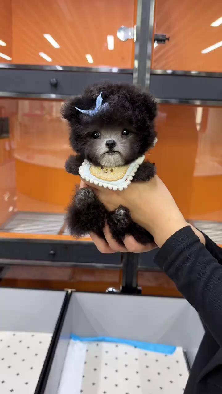 给你们看一只可爱的灰色飞耳小泰迪,这也太甜了吧,萌到心坎里了灰泰迪