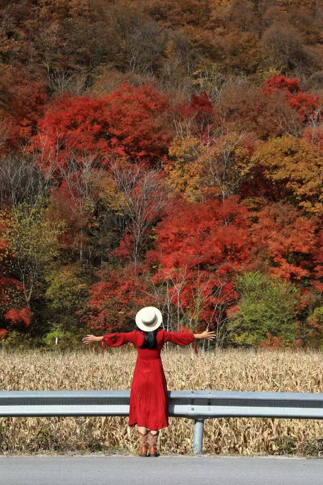 8/12两期·本溪秋色5日丨天涯行:中华枫叶大道