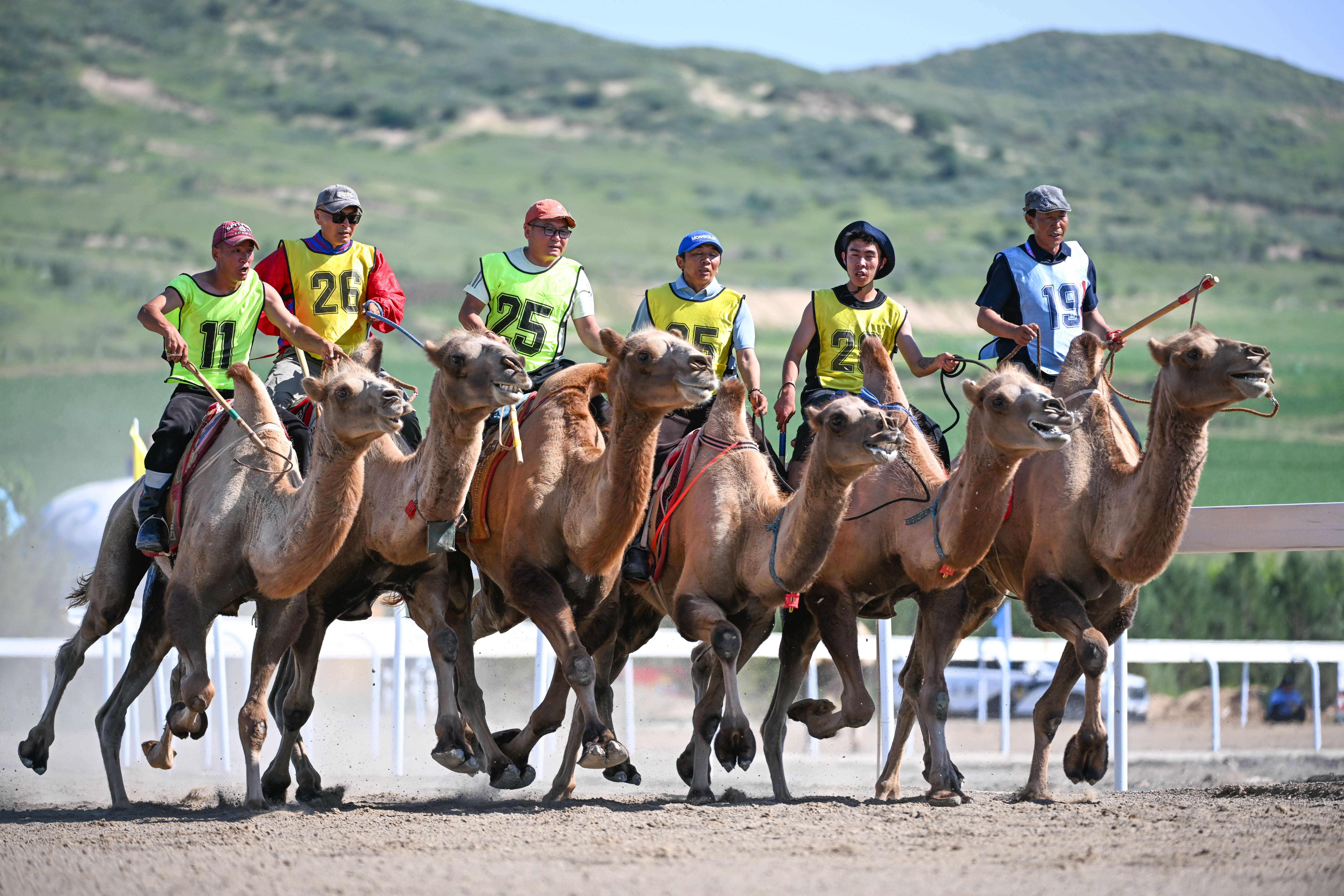 内蒙古自治区第十一届少数民族传统体育运动会赛骆驼比赛赛况
