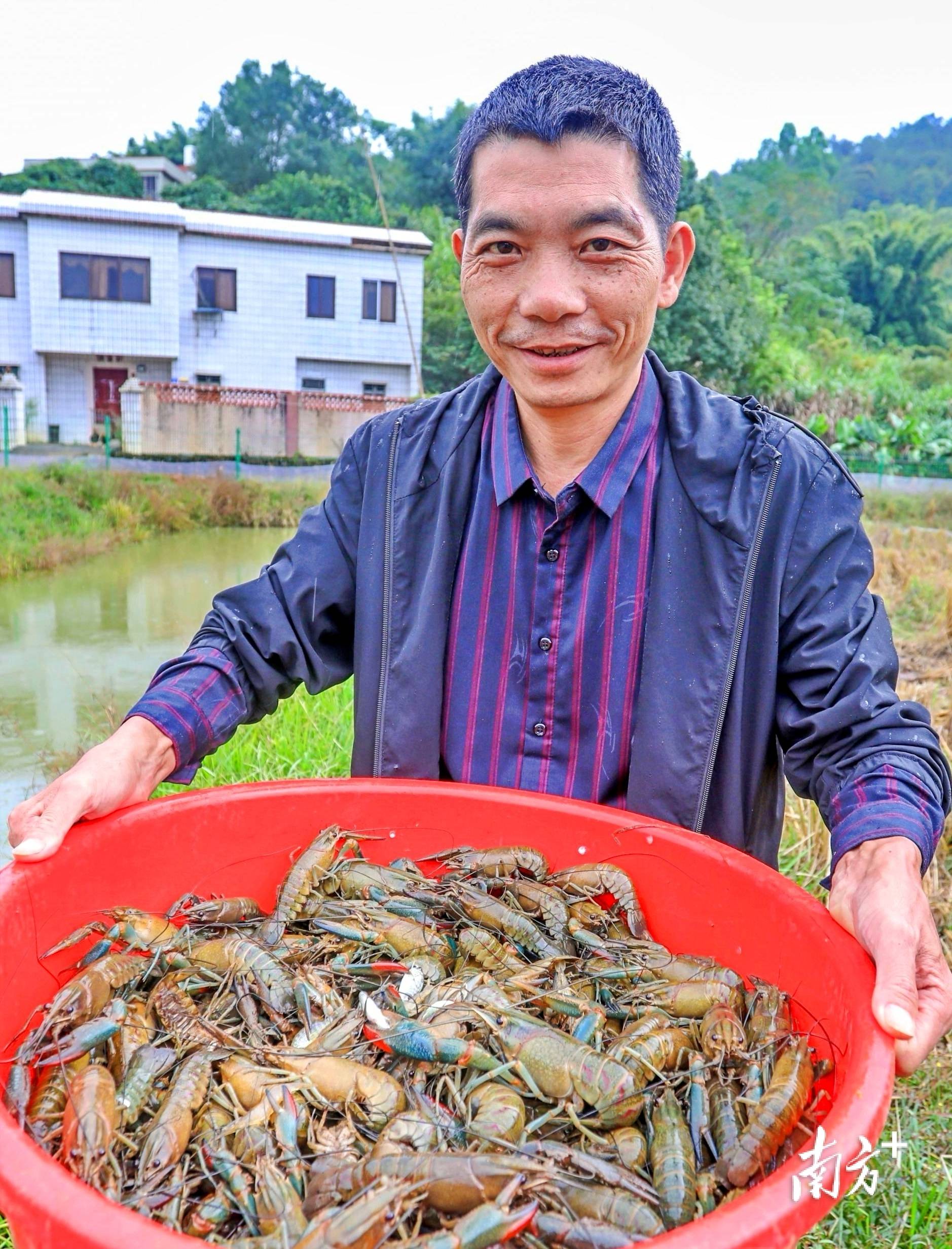 稻田养殖龙虾技术视频(稻田养殖龙虾技术视频教程)