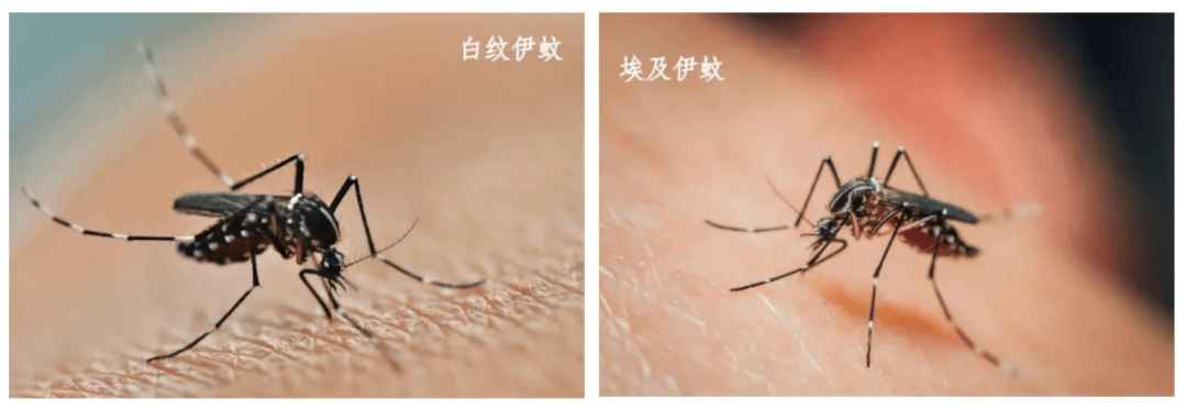 佛山确诊超4000例！暑期出行要注意