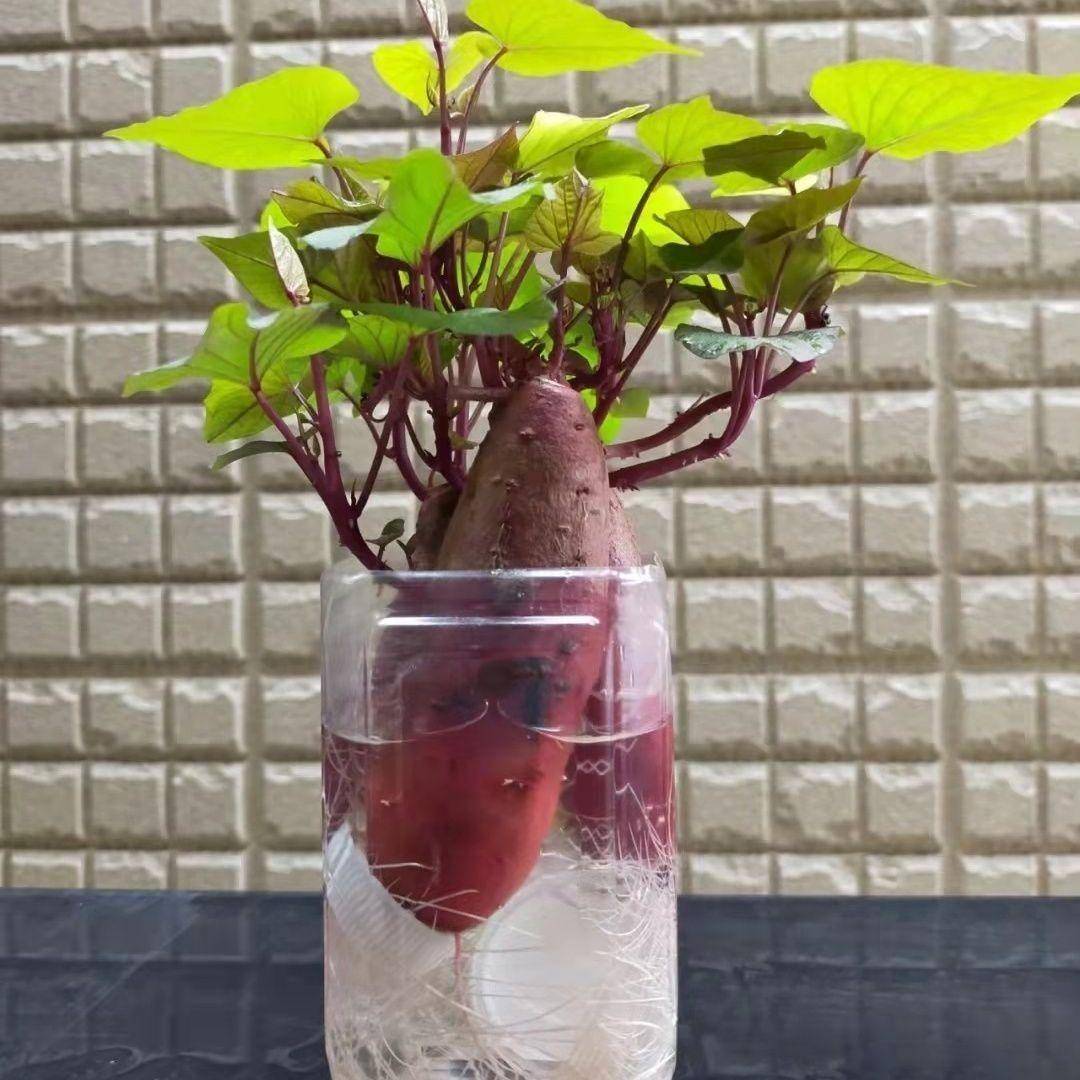 水培红薯超简单,方法和步骤全在这!