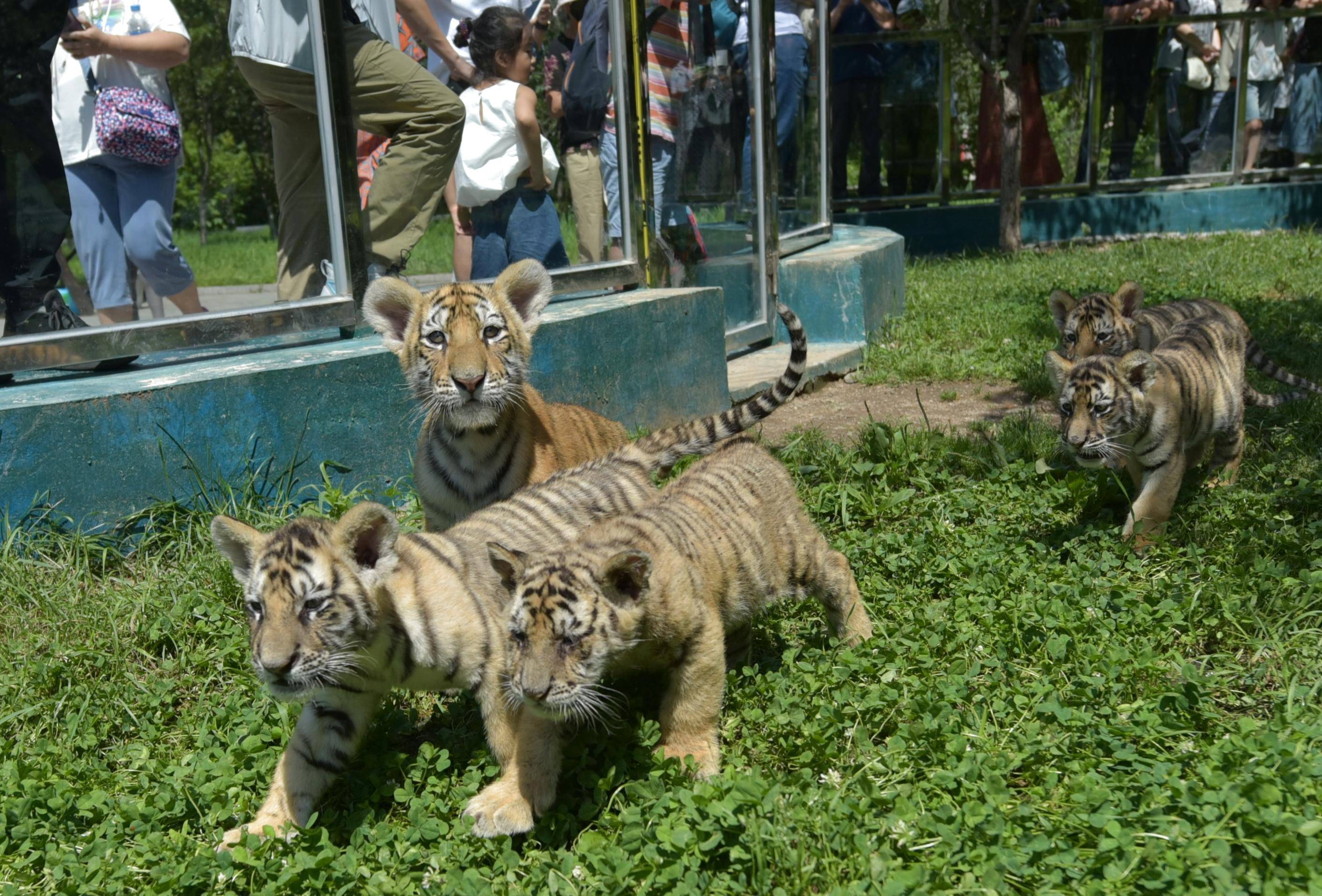 黑龙江牡丹江:东北虎宝宝夏日显萌态