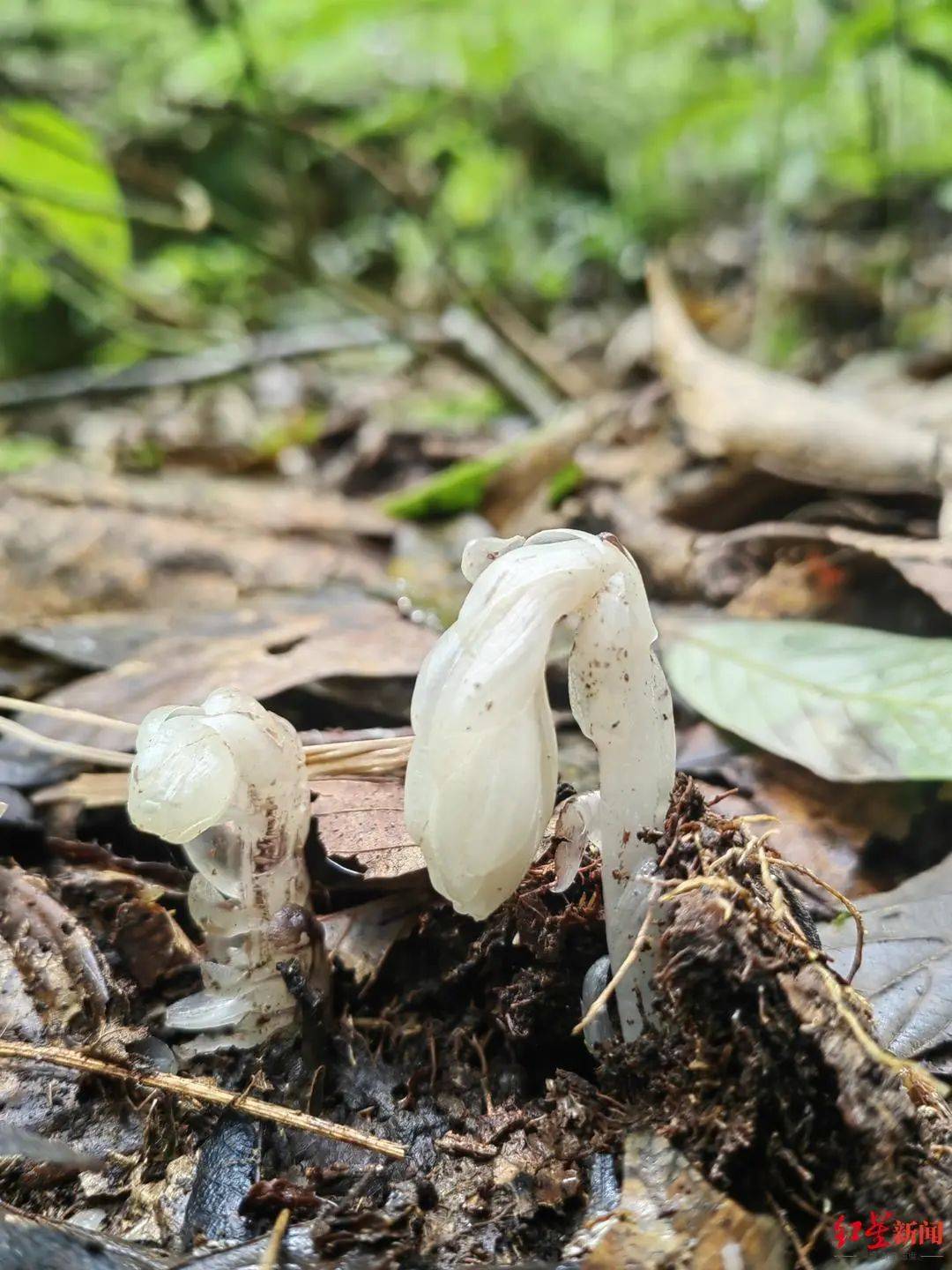 哀牢山发现7株罕见“冥界之花”，一碰就枯萎，每年露出地表仅40多天，专家：完全是意外发现