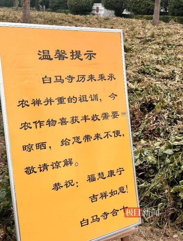 实探印乐方丈管理下的白马寺：僧人顶着38摄氏度高温种地，义工称寺里一直是农禅并重