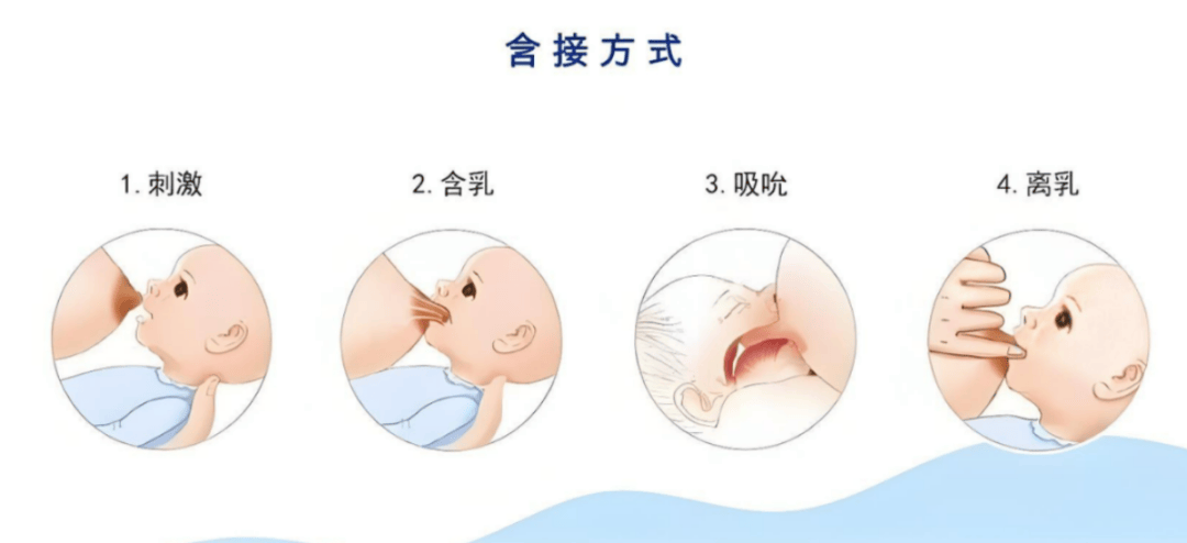 ● 有效排空乳房:每次哺乳尽量让宝宝吸空一侧乳房后再