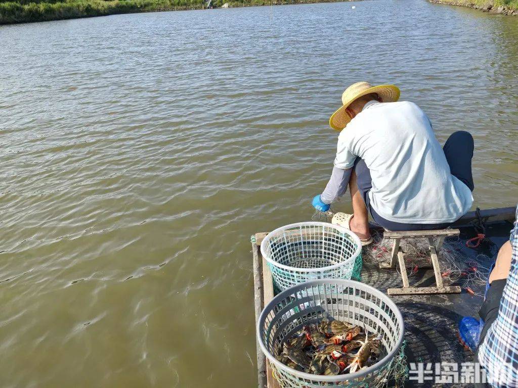 鲜鲜鲜！青岛梭子蟹大量上市！“全部八成肥以上”，价格低于往年→