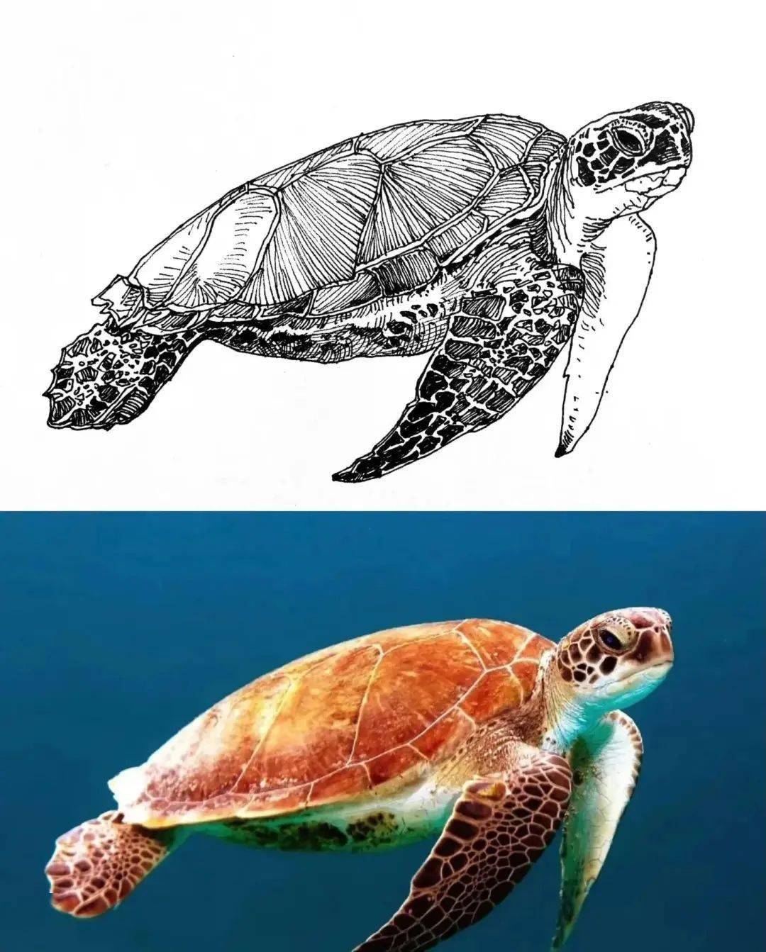 原来速写画出来的动物也这么可爱!