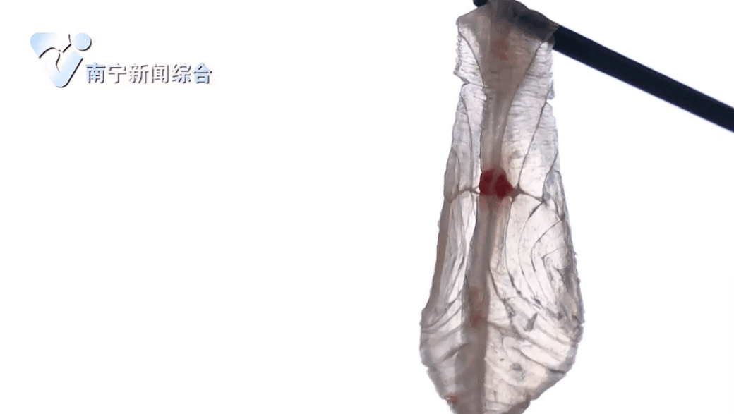 “横县鱼生”制作技术规程发布！明确定义四大核心刀法