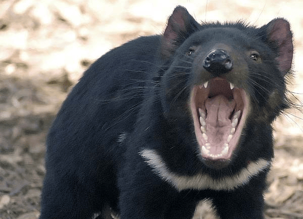 她的癌症，被传给了四个陌生人