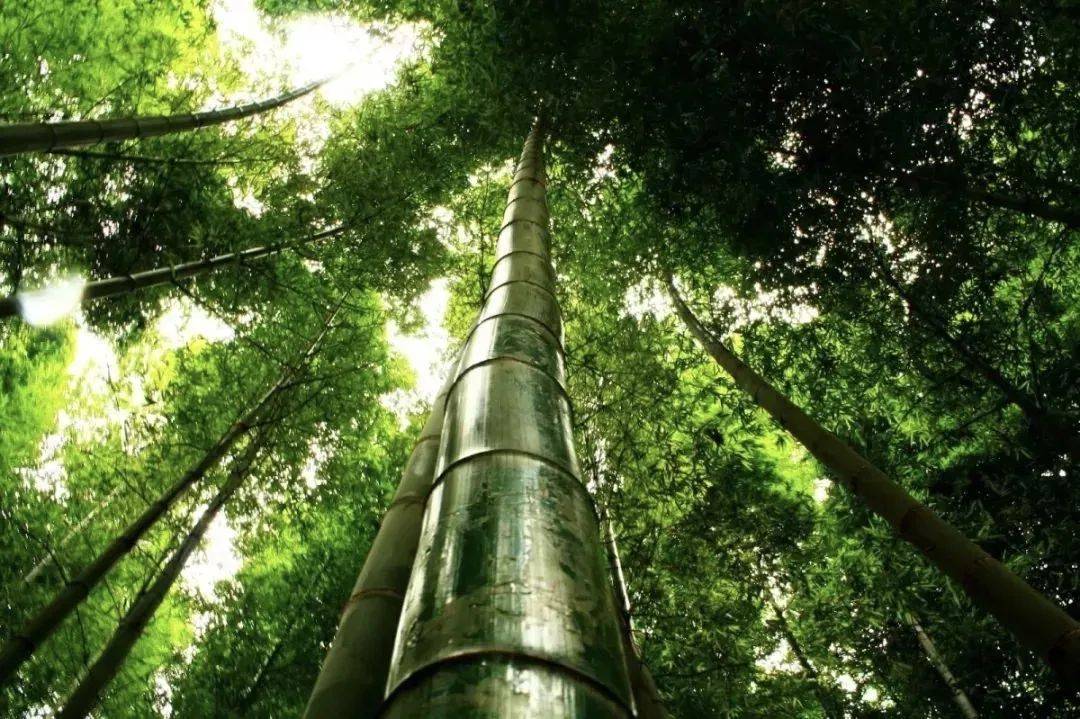 达州7家景区向世运会运动员、工作人员、志愿者等群体免门票