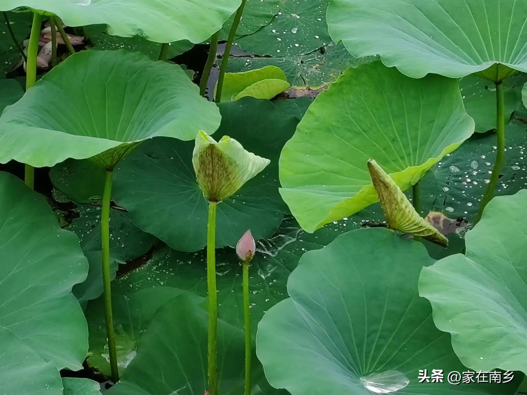 胶东农村"雨"事:抗旱怕涝解心焦,龙王湖荷花藏着雨天限定浪漫