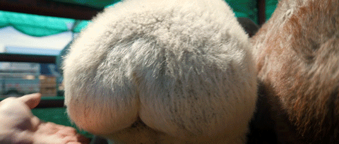 我结婚1天都累死,这里人结婚花2个月?