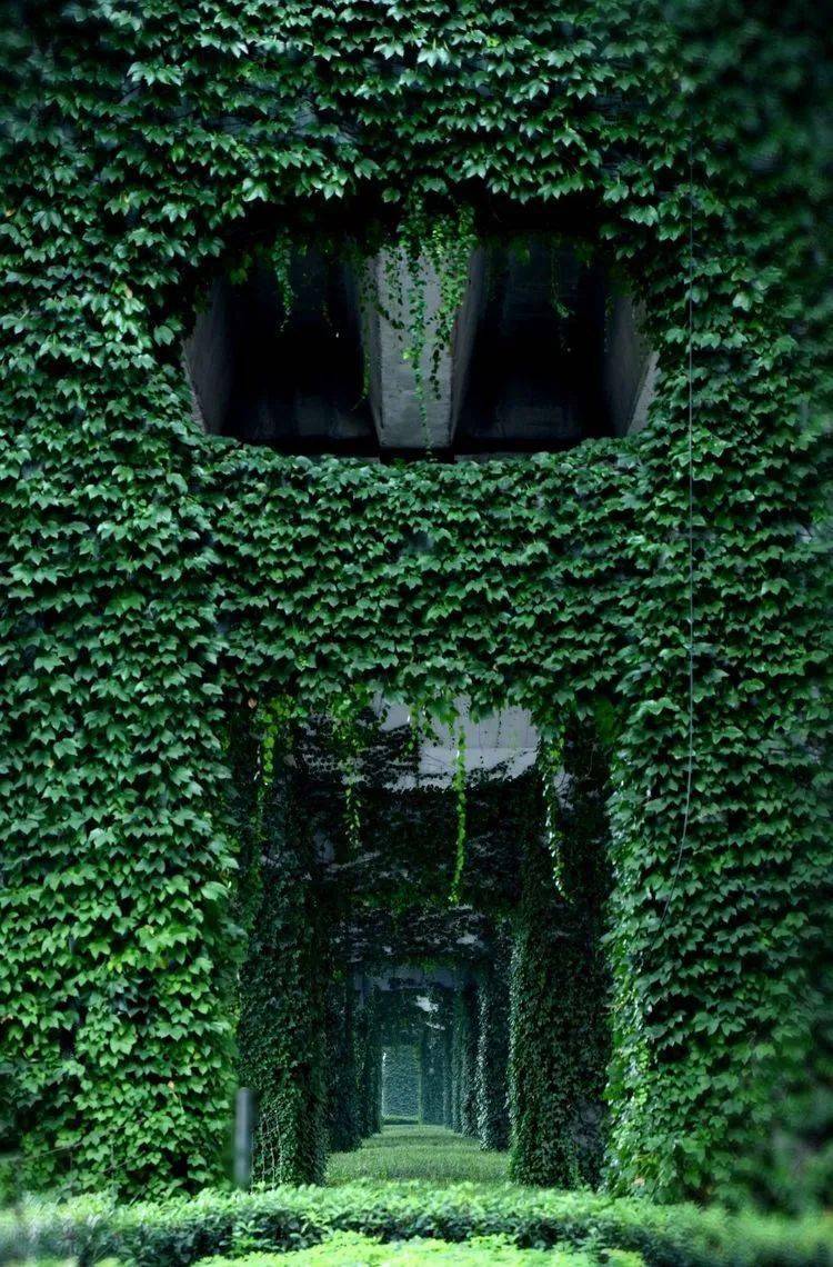 这些多彩藤蔓植物,随便一株就能爬满墙头,美翻十里八村!