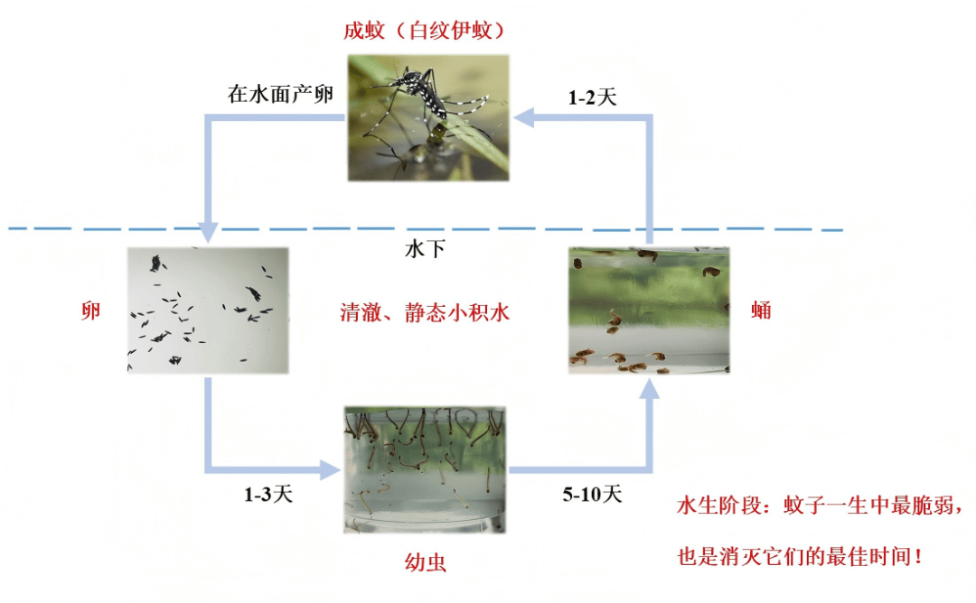 蚊子的生长发育要经历卵,幼虫(孑孓),蛹和成蚊4个阶段,除成蚊外,其他