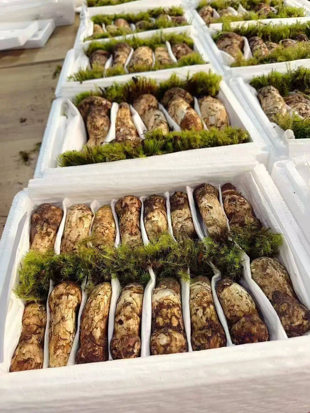 香格里拉新鲜松茸