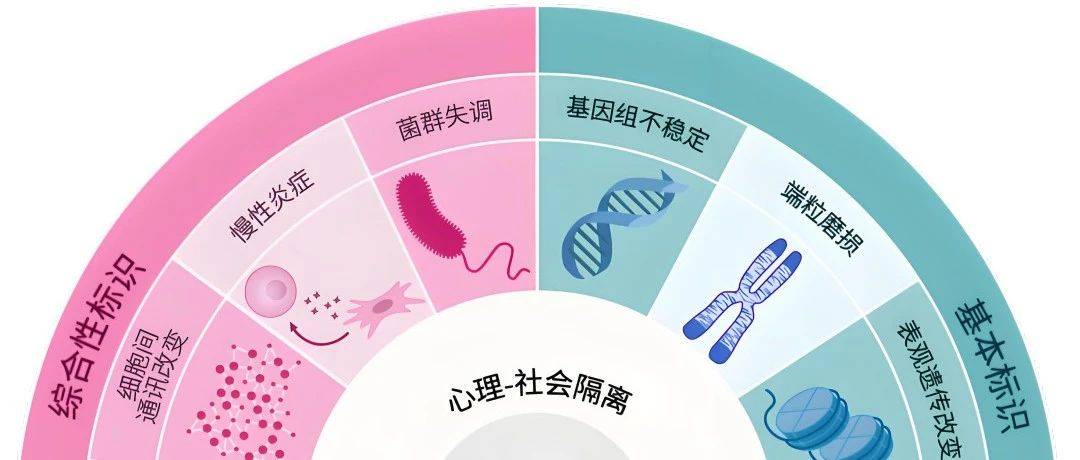 《2025版十四大衰老标志，从老年科学到精确老年医学：理解和管理衰老》_细胞_蛋白质_Aging