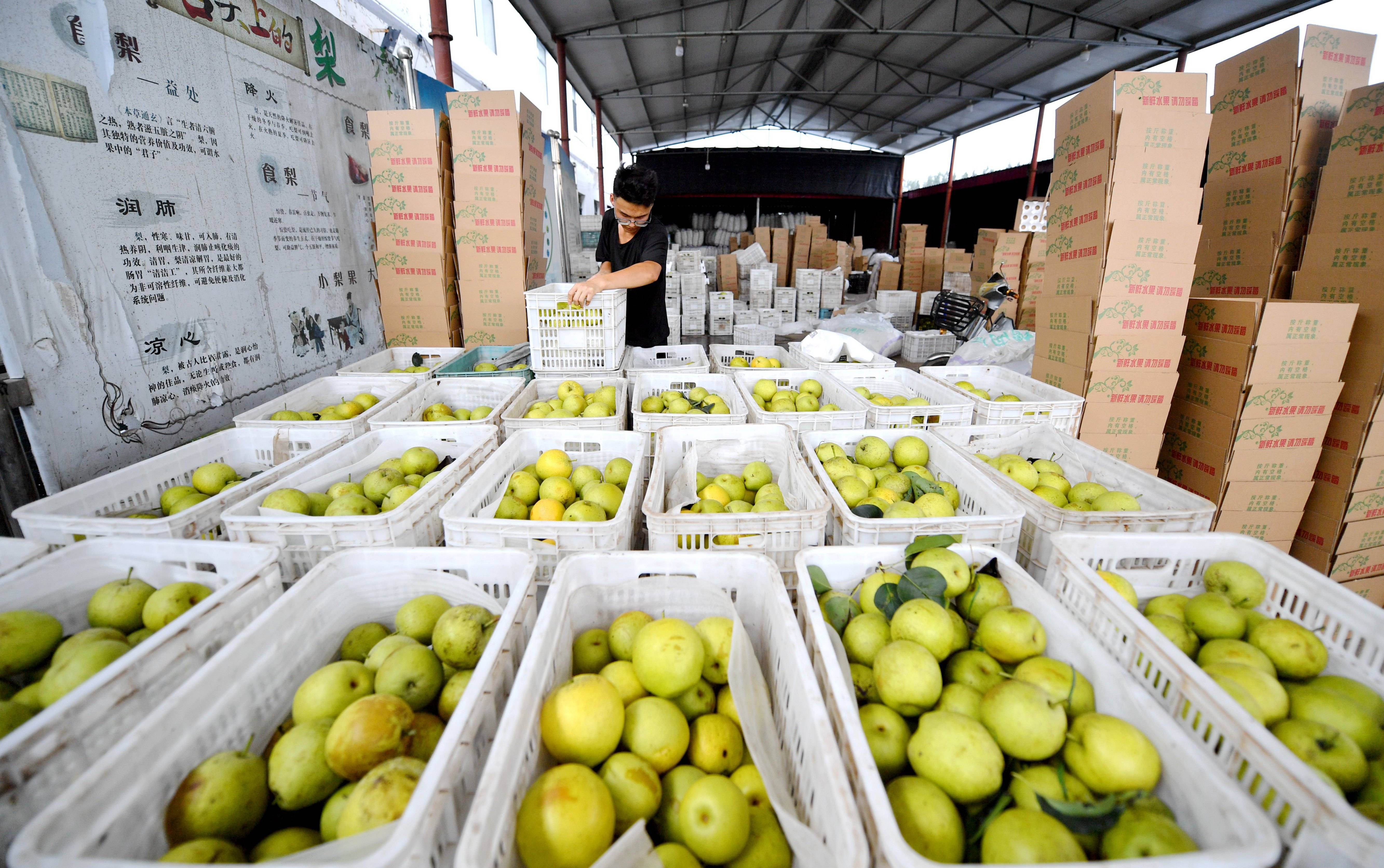 河北威县:"威梨"丰收香满园
