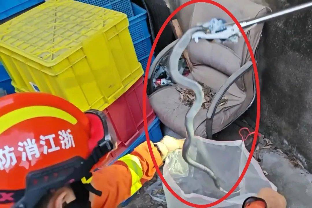吓人！浙江一员工上厕所时，突然发现1米多长眼镜蛇