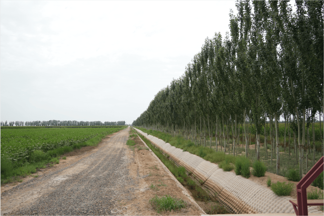 临河区:织密农田林网 守护沃土良田