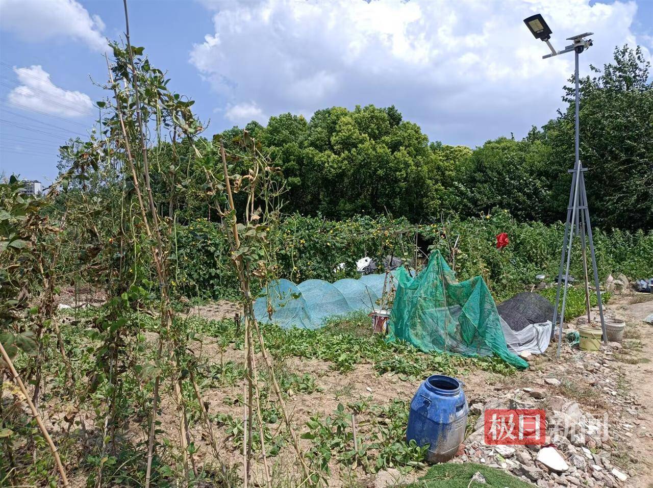 两年轻女子凌晨到合肥一处菜地偷菜，被抓后赔了2000元，种菜人：有人拿袋子偷菜像进货