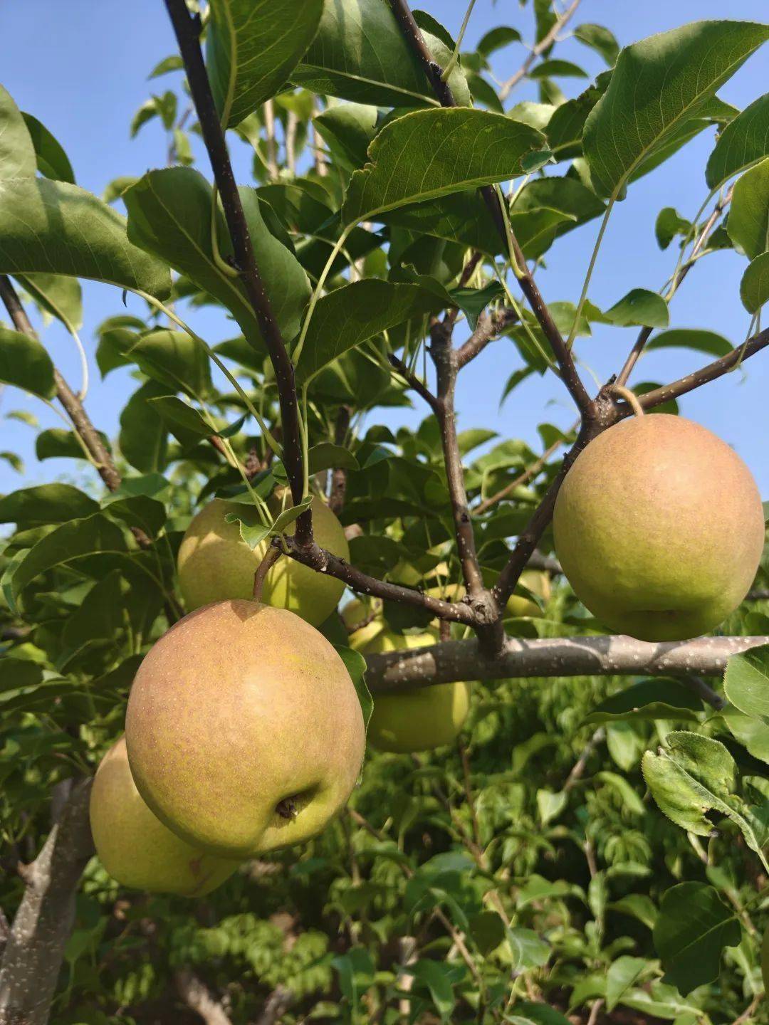 29.9元3斤大果【山西丹霞红梨】徒手榨梨汁