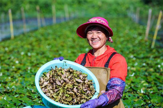 光山菱角丰收季 特色产业助农增收