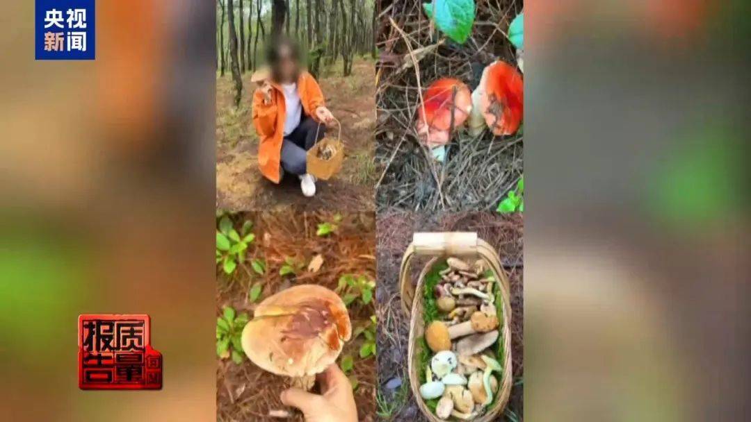 蘑菇可能“断子绝孙”！云南大理发布通告：禁止这些行为