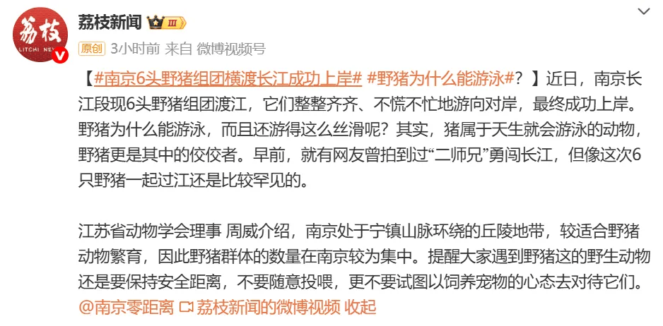 南京6头野猪组团横渡长江，成功上岸，专家推测是全家出动觅食