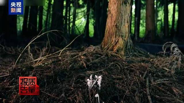云南大理“采菌游”爆火 无序采摘已引发多起警情