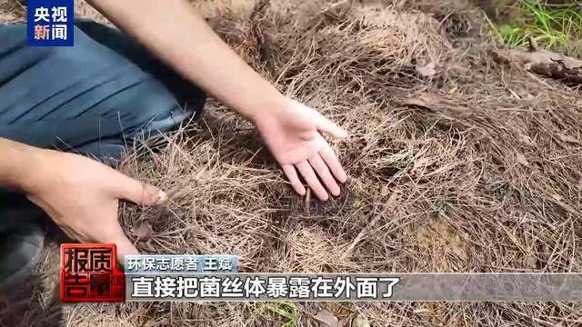 云南大理“采菌游”爆火 无序采摘已引发多起警情