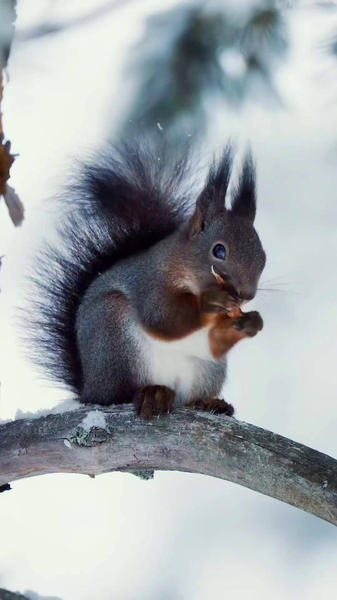 探纪自然 雪地松鼠