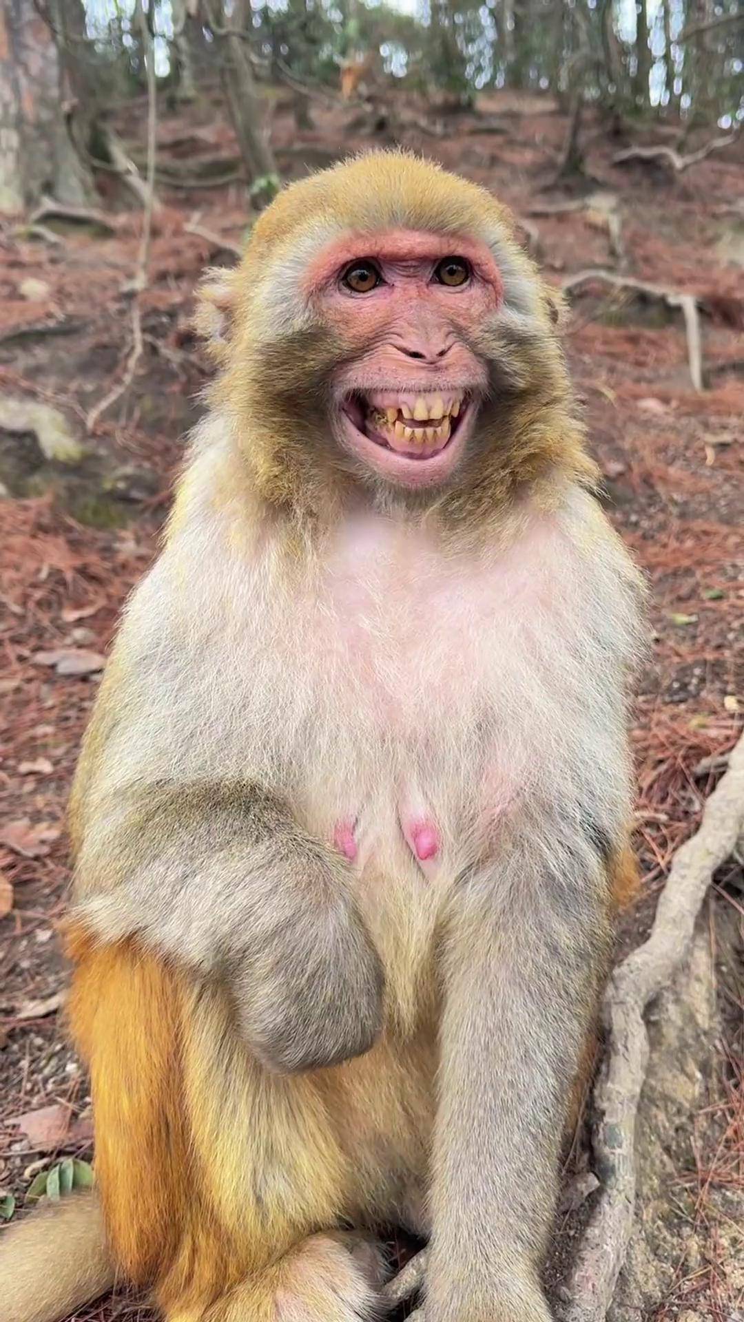 猴子在笑谁呢 黔灵山猴子 黔灵山公园 遵守法律请勿非法饲养或买卖