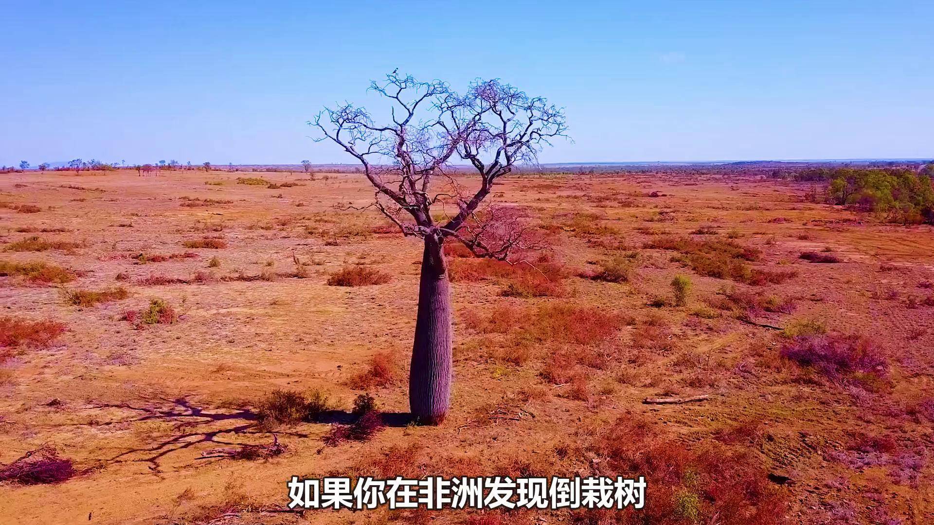 非洲神奇的"倒栽树",竟能结面包,还能掏空当酒吧! 神奇动物 人与自然