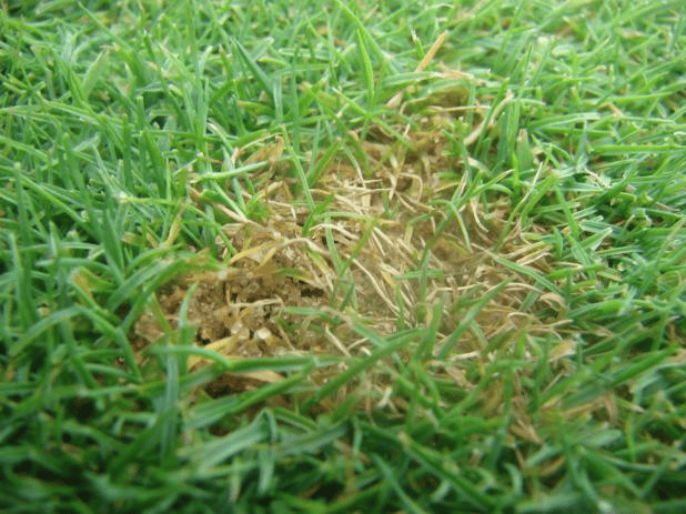 币斑病作为草坪四大病害之一是夏季常见病害,尤其易发生在低修剪草坪