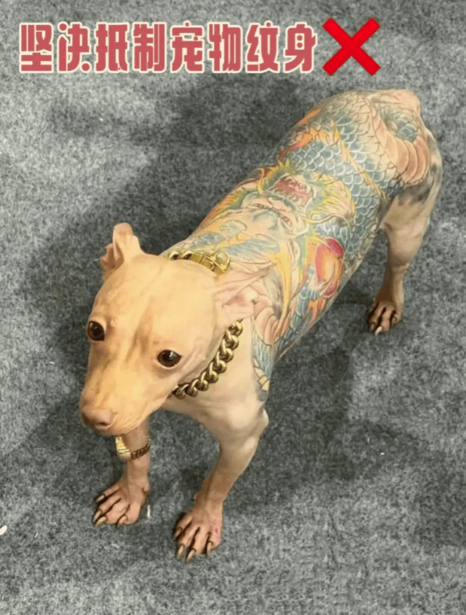 宠物展惊现纹身小狗,别让宠物展变成虐宠展