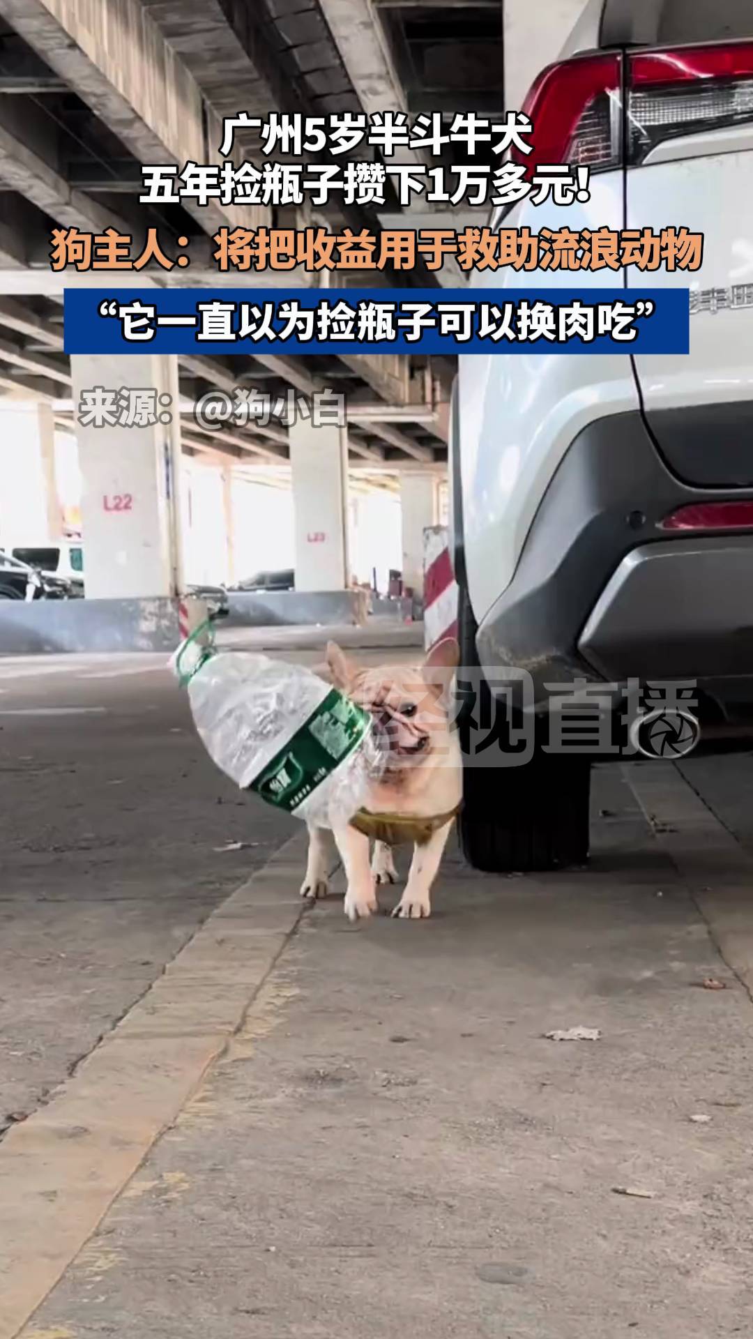 5岁半斗牛犬五年捡瓶子攒下1万多元！每天早中晚捡3次……狗主人：是自己在外奋斗的缩影