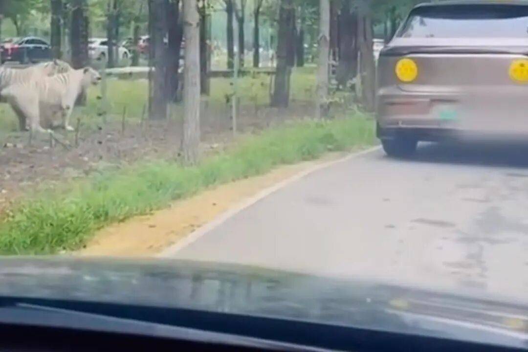 惊险！游客猛兽区下车，遭老虎跟随，动物园回应→