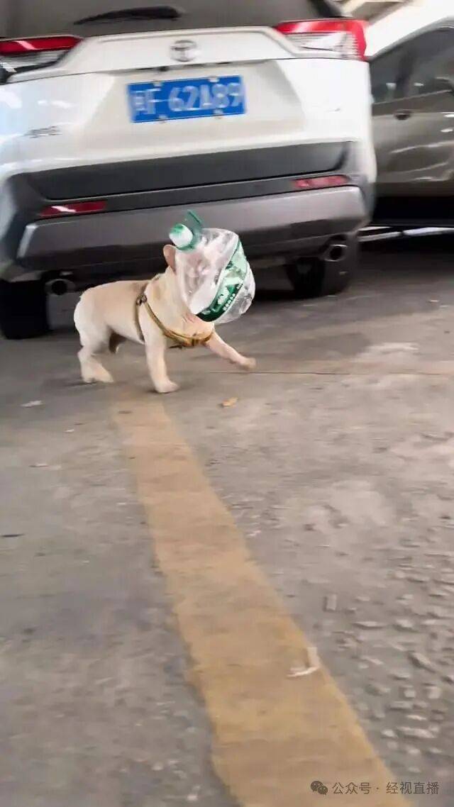 5岁半斗牛犬五年捡瓶子攒下1万多元！每天早中晚捡3次……狗主人：是自己在外奋斗的缩影