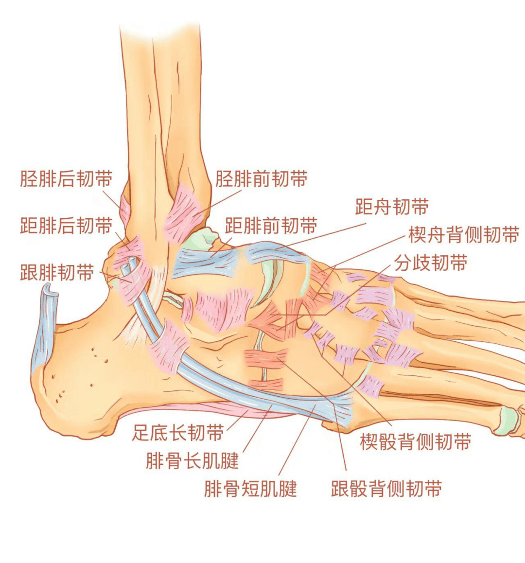 位于踝关节前外侧,起自外踝前缘,向前内侧走行,止于