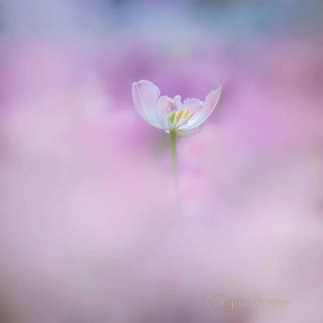 清新淡雅,唯美花卉