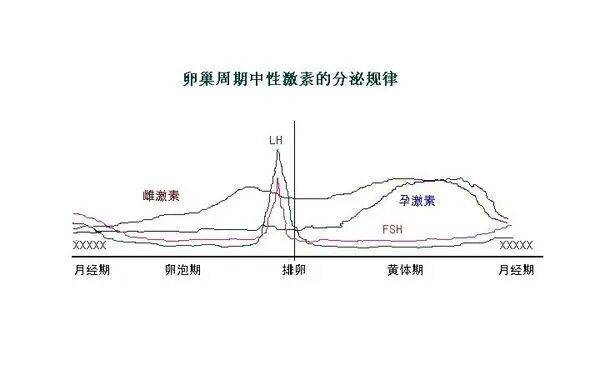 高中生物内分泌激素
  第2张 高中生物内分泌激素
  第2张