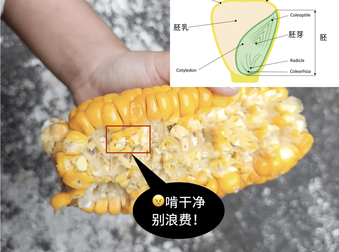 一种易长胖、巨升糖的粗粮，很多人天天吃！