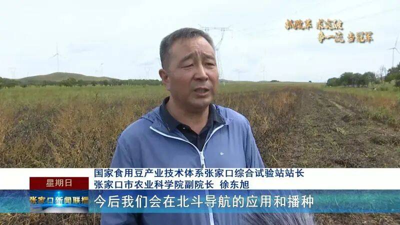 【抓改革 求突破 争一流 当冠军】科技赋能秋收 张家口食用豆全机械化收割按下“快进键”