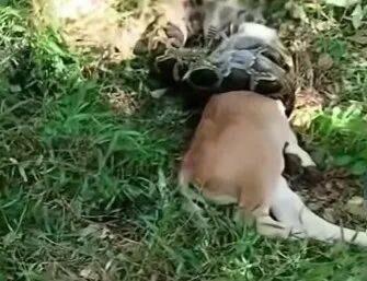 事发广东！20斤蟒蛇竟“一口闷”生吞小牛犊，抓捕时张开血盆大口
