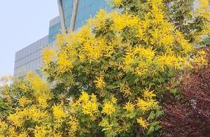 栾花,秋天绽放的礼花_过程_满树尽_人生
