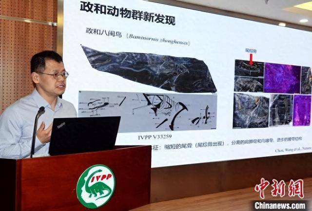中国发现全球最古老鸟类郑和八闽鸟揭秘鸟类演化史的惊天发现