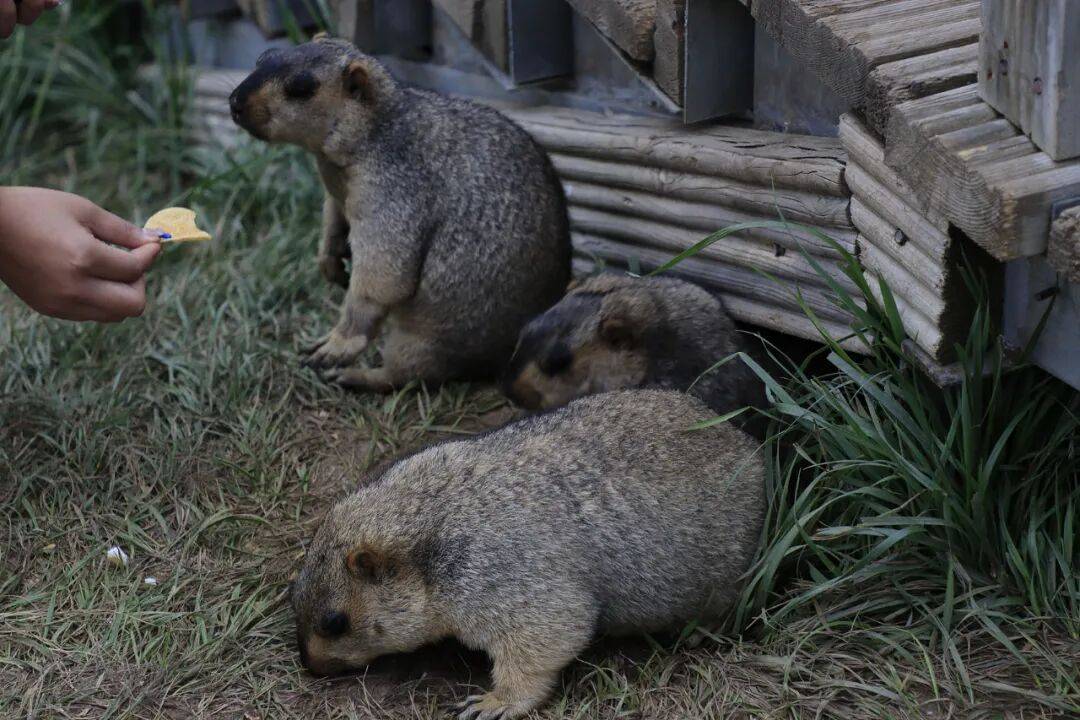 图片[11]-去高原遇到这网红，劝你看看就算了 -华闻时空